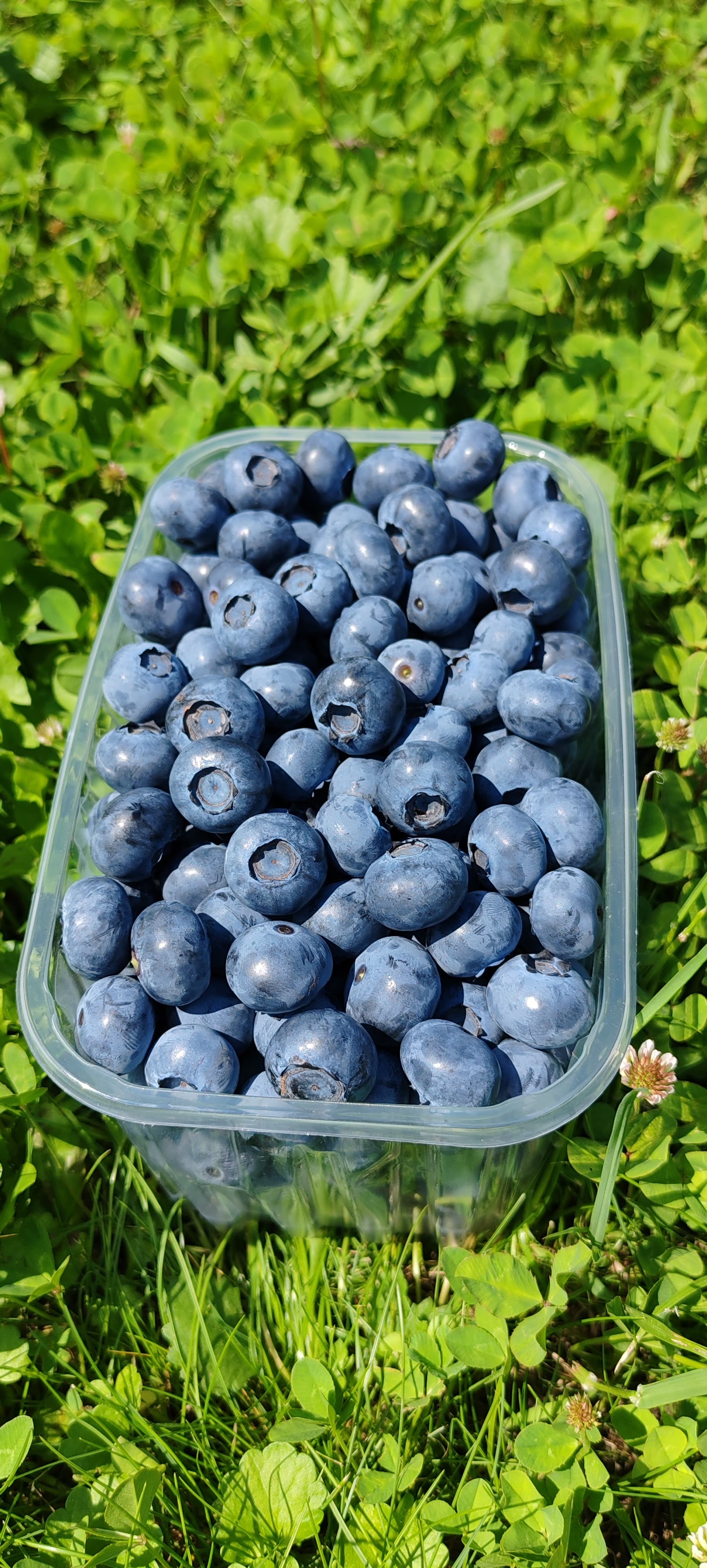 Borůvková Farma – foto 2